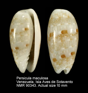 Persicula maculosa.jpg - Persicula maculosa (Kiener,1834)